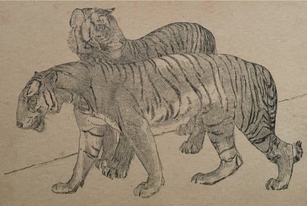 Young Burmese Tigers, from "The Zoo" A Sketch Book by A.W. Peters, published by A. & C. Black, Ltd., Soho Square, London, W. I, British Manufacture